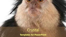  Presentation with close up of judo judo - Slide set featuring close-up-of-white-headed background and a tawny brown colored foreground