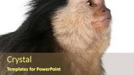  Presentation with white - Cool new slide deck with close-up-of-white-headed backdrop and a tawny brown colored foreground