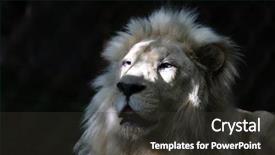  Presentation with lion pyrography - Slide set having close up of white lion background and a dark gray colored foreground