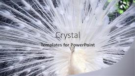  Presentation with peacock - Presentation theme featuring close-up-of-white-male background and a  colored foreground