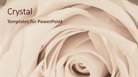  Presentation with red and white rose petals - Slide set having close up of white rose background and a  colored foreground