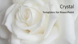  Presentation with white rose - Amazing slide set having close-up of white rose backdrop and a light gray colored foreground