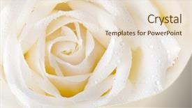  Presentation with red and white rose petals - Audience pleasing presentation theme consisting of close up of white rose backdrop and a lemonade colored foreground