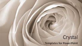  Presentation with white rose - PPT layouts featuring close up of white rose background and a mint green colored foreground