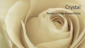  Presentation with white rose - Cool new PPT theme with close up of white rose backdrop and a coral colored foreground