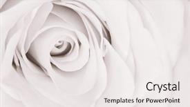  Presentation with white rose - Cool new slides with close up of white rose backdrop and a white colored foreground