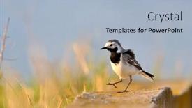  Presentation with cosmetic surgery close up - Theme having close-up-of-white-wagtail background and a light blue colored foreground