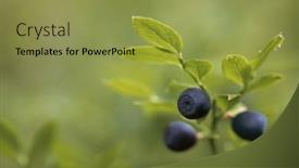 Presentation with blueberries - Slides enhanced with close-up-of-wild-blueberries background and a yellow colored foreground