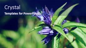  Presentation with gentian - PPT layouts enhanced with close up of willow gentian shallow depth of field czech republic 2018 background and a navy blue colored foreground