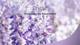  Presentation with focus - Presentation design enhanced with close-up-of-wisteria-flowers background and a lemonade colored foreground