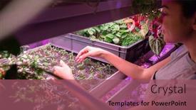  Presentation with seedling - Presentation design consisting of close-up-of-woman-standing background and a violet colored foreground