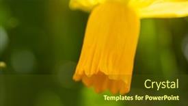 Presentation with daffodil - PPT theme enhanced with close-up-of-yellow-daffodil background and a tawny brown colored foreground