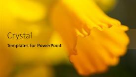  Presentation with daffodil - Slides with close-up-of-yellow-daffodil background and a gray colored foreground