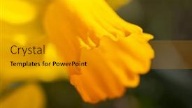  Presentation with daffodil - PPT theme featuring close-up-of-yellow-daffodil background and a gold colored foreground