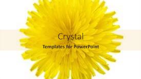  Presentation with dandelion - PPT theme enhanced with close-up-of-yellow-dandelion background and a gold colored foreground