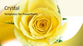 Presentation with yellow rose - Audience pleasing PPT theme consisting of close-up-of-yellow-rose backdrop and a yellow colored foreground