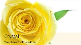  Presentation with yellow rose - Slides featuring close-up of yellow rose petals background and a yellow colored foreground
