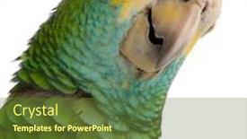  Presentation with yellow - Theme enhanced with close-up-of-yellow-shouldered background and a tawny brown colored foreground