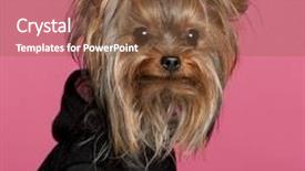  Presentation with pink black - Amazing theme having close-up of yorkshire terrier wearing black sweatshirt hoodie 1 year old in front of pink background backdrop and a tawny brown colored foreground