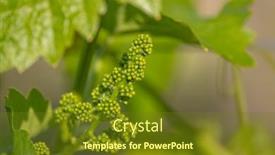  Presentation with grapevine - Slide set enhanced with close-up-of-young-grapevine background and a tawny brown colored foreground