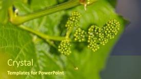  Presentation with grapevine - PPT theme consisting of close-up-of-young-grapevine background and a tawny brown colored foreground