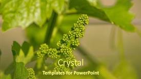  Presentation with grapevine - Presentation design with close-up-of-young-grapevine background and a  colored foreground