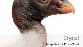  Presentation with close up of young girls - Slide deck with close-up-of-young-king background and a light gray colored foreground