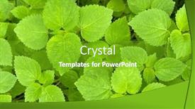  Presentation with young plant - PPT layouts with close-up-of-young background and a shamrock green colored foreground