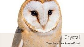  Presentation with barn - Presentation theme with close-up-on-a-barn background and a coral colored foreground