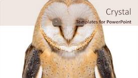  Presentation with close up of bark - Slide set consisting of close-up-on-a-barn background and a coral colored foreground