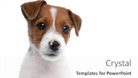  Presentation with russell - Beautiful slide deck featuring close-up-on-a-beautiful backdrop and a white colored foreground