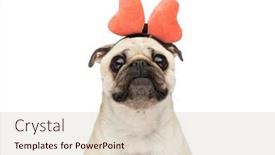  Presentation with dog - PPT theme enhanced with close-up-on-a-beautiful background and a soft green colored foreground