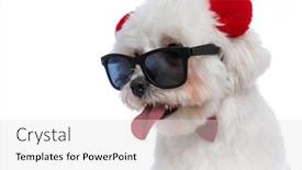  Presentation with ears - Colorful PPT theme enhanced with close-up-on-a-bichon backdrop and a light gray colored foreground