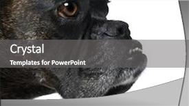  Presentation with boxer - Presentation theme having close-up on a boxer's head 9 years in front of a white background background and a gray colored foreground