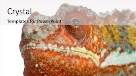  Presentation with camera - Presentation theme with close-up-on-a-chameleon background and a white colored foreground