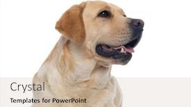  Presentation with cute - Presentation design consisting of close-up-on-a-cute background and a soft green colored foreground