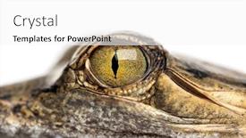  Presentation with crocodile - Slide deck with close-up-on-a-eye background and a white colored foreground