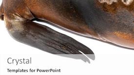  Presentation with lion - PPT layouts with close-up-on-a-flippers background and a white colored foreground