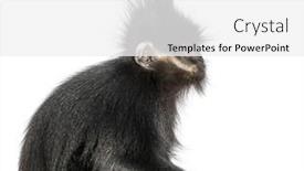  Presentation with langur - Presentation theme enhanced with close-up-on-a-fran background and a white colored foreground