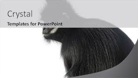  Presentation with langur - PPT theme with close-up-on-a-fran background and a light gray colored foreground