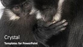  Presentation with langur - Presentation theme consisting of close-up-on-a-fran background and a dark gray colored foreground