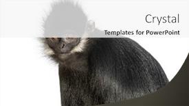  Presentation with langur - Slide deck having close-up-on-a-fran background and a white colored foreground