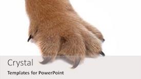  Presentation with paw - Presentation theme enhanced with close-up-on-a-french background and a soft green colored foreground