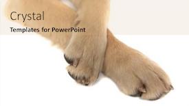  Presentation with spotlight - Slide deck enhanced with close-up-on-a-golden background and a coral colored foreground