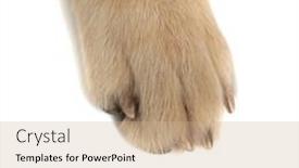  Presentation with paw - Beautiful slide deck featuring close-up-on-a-golden backdrop and a coral colored foreground