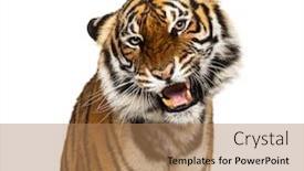  Presentation with tiger - Theme consisting of close-up-on-a-grumpy background and a coral colored foreground