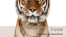  Presentation with tiger - Presentation design featuring close-up-on-a-head background and a coral colored foreground