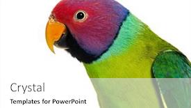  Presentation with head - Slides featuring close-up-on-a-head background and a white colored foreground