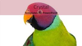  Presentation with head - PPT layouts having close-up-on-a-head background and a red colored foreground