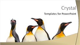  Presentation with king - Beautiful slide set featuring close-up-on-a-king backdrop and a white colored foreground